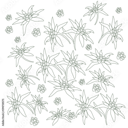 Edelweiss pattern. Natural composition of wild mountain flowers