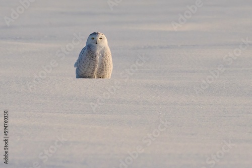 Beautiful snowy owl in the white meadow. Bubo scandiacus. photo