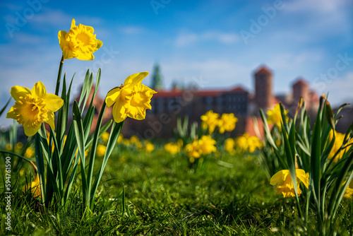 Spring in Krakow - Wawel Castle in yellow daffodil flowers