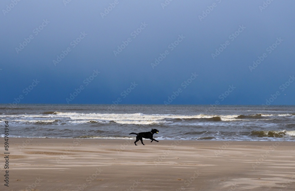 Adorable black dog with a bright tennis ball in its mouth running on the empty beach Adorable black dog with a bright tennis ball in its mouth running on the empty beach