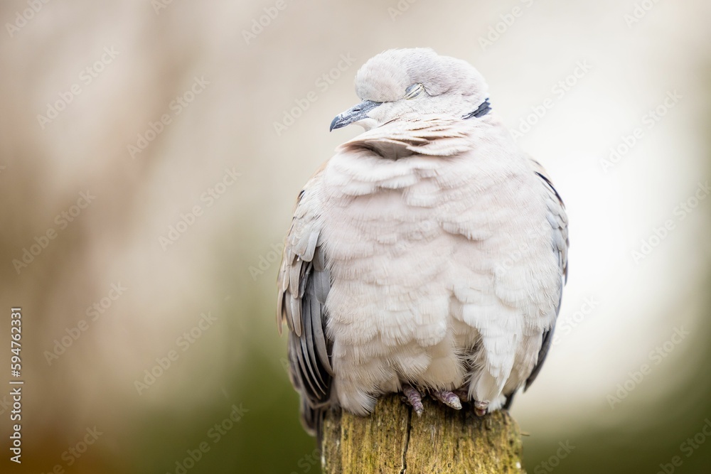 Closeup of a sleeping Eurasian collared dove perched on a wooden post. Streptopelia decaocto.