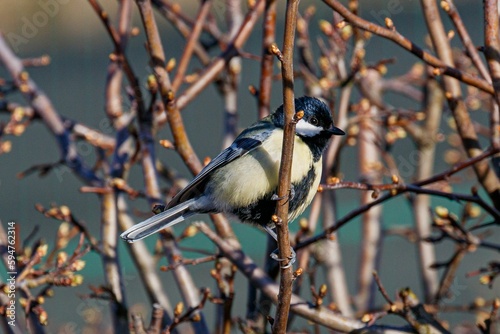 Beautiful Great Tit perched atop a sparse, bare tree branch in its natural environment