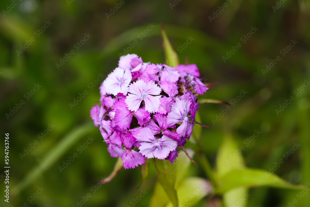 Turkish carnation flowers in summer garden. Turkish carnation flowers in summer garden.