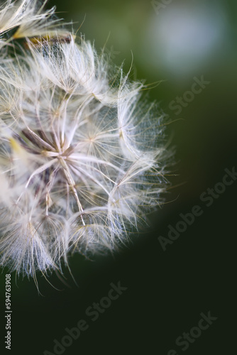 Dandelion seeds close up.