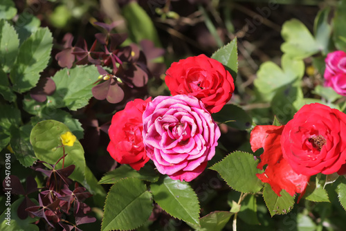 Rose bush with flowers in sunlight