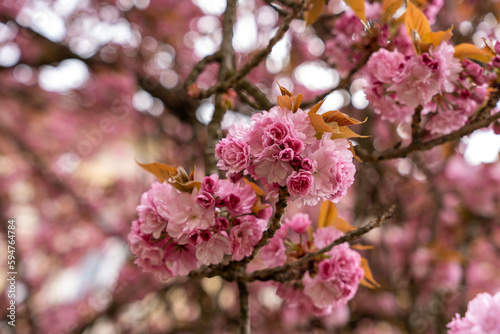 Selective focus of beautiful branches of pink cherry tree under blue sky, beautiful sakura flowers in spring season in park, texture of flora pattern, natural floral background. © Laslo