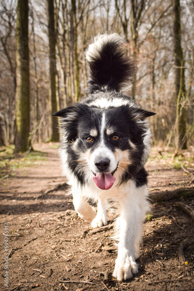 Border collie is running in the forest He is so funny and he looks more cute.
