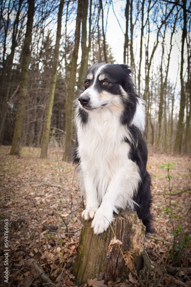 Border collie is sitting in the forest He is so funny and he looks more cute. Border collie is sitting in the forest He is so funny and he looks more cute.