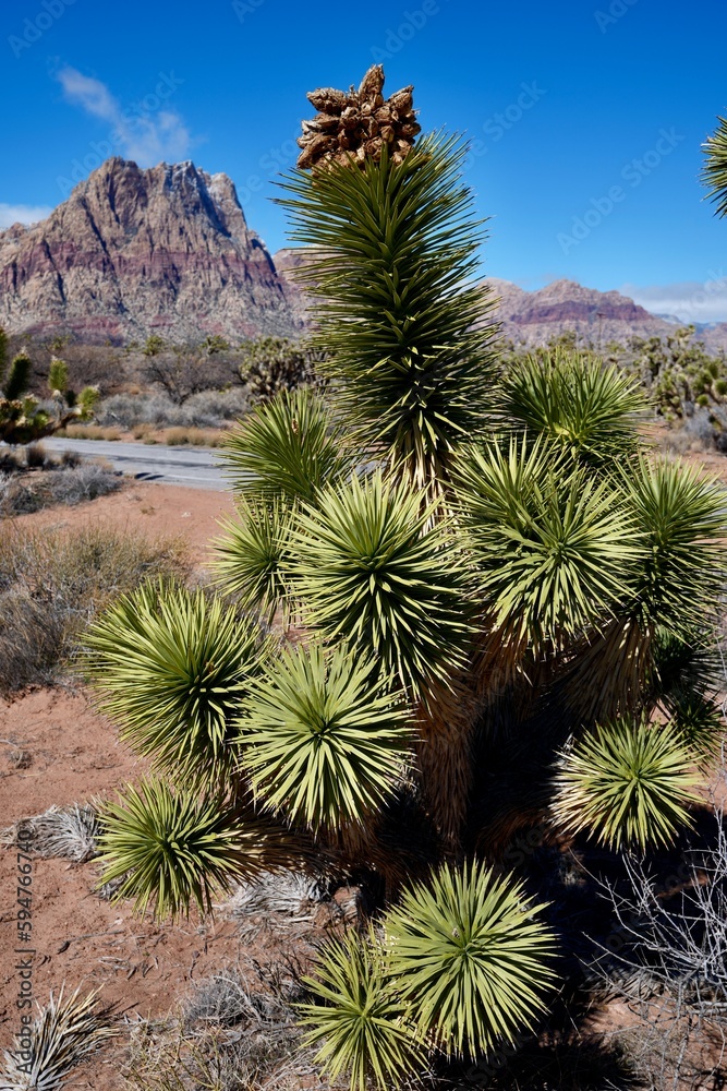 Joshua Tree with desert and mountains Joshua Tree with desert and mountains
