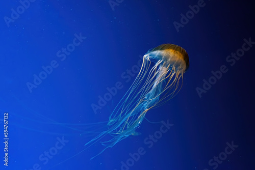 Jellyfish swimming underwater aquarium pool. © katyamaximenko