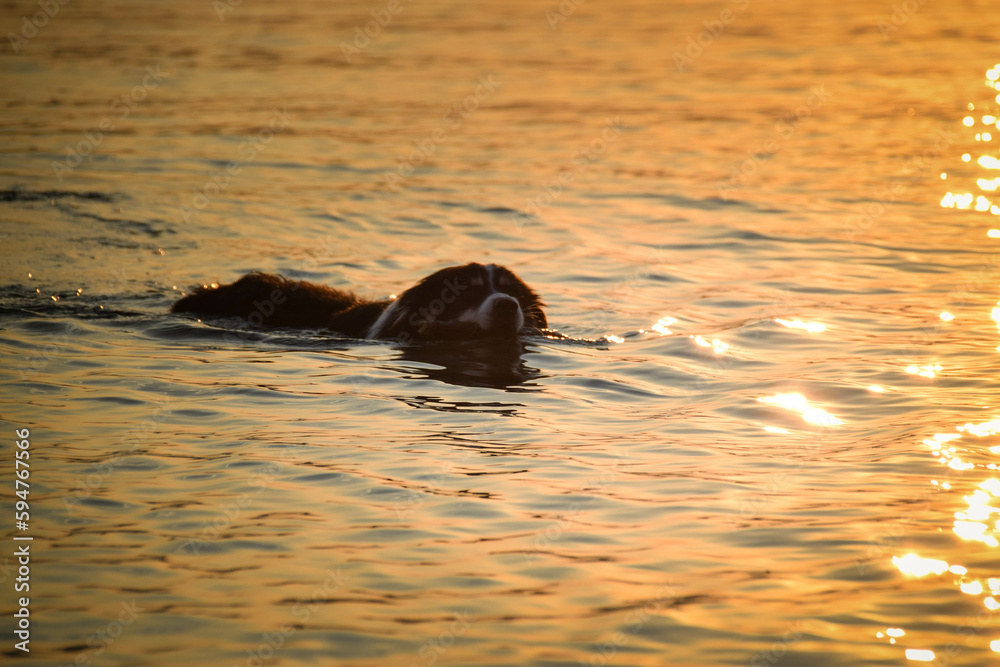 Fototapeta premium border collie comes out of the sea. wet dog with a stick in his mouth