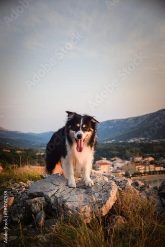 dog standing on stones in Croatian landscape. Dog standing above the sea. Beautiful view