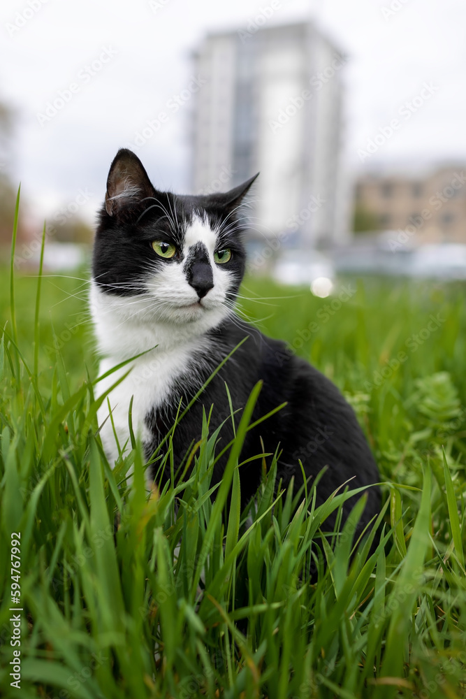 A black and white cat sits in the grass.