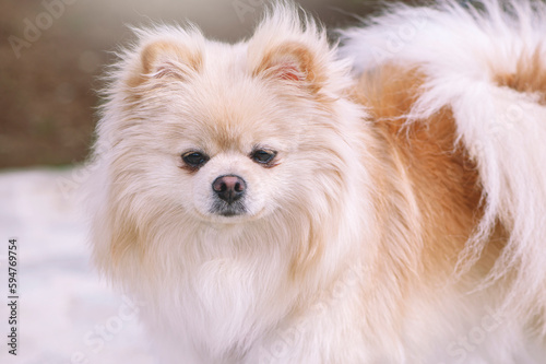 Creamy pomeranian dog outdoors portrait