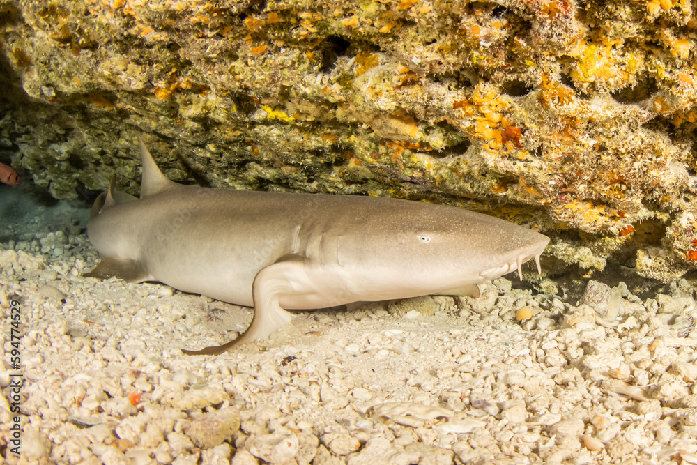 Nurse shark in a reef cavity, French Polynesia
