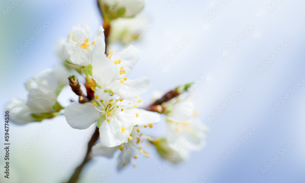 white cherry blossom