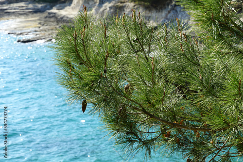Pinus pinaster tree branches with pine cone on it above blue sea