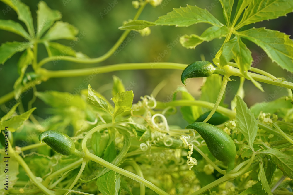 Small green achocha fruits - also known as Andes cucumber growing in garden, closeup detail Small green achocha fruits - also known as Andes cucumber growing in garden, closeup detail