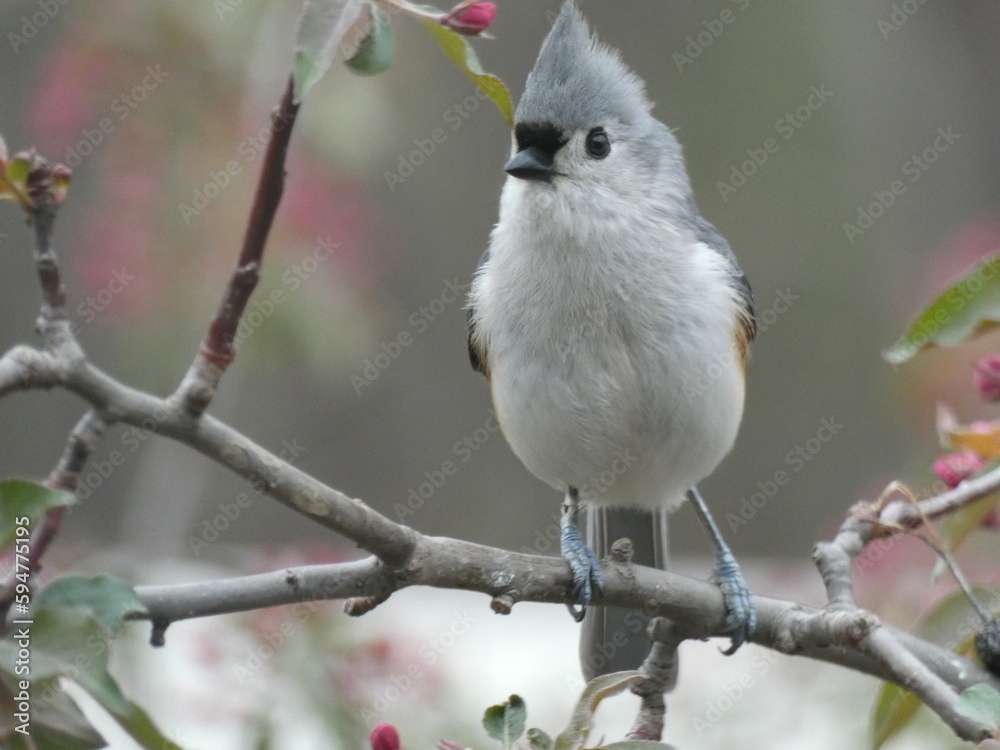 Obraz premium a bird on a branch, tufted titmouse 