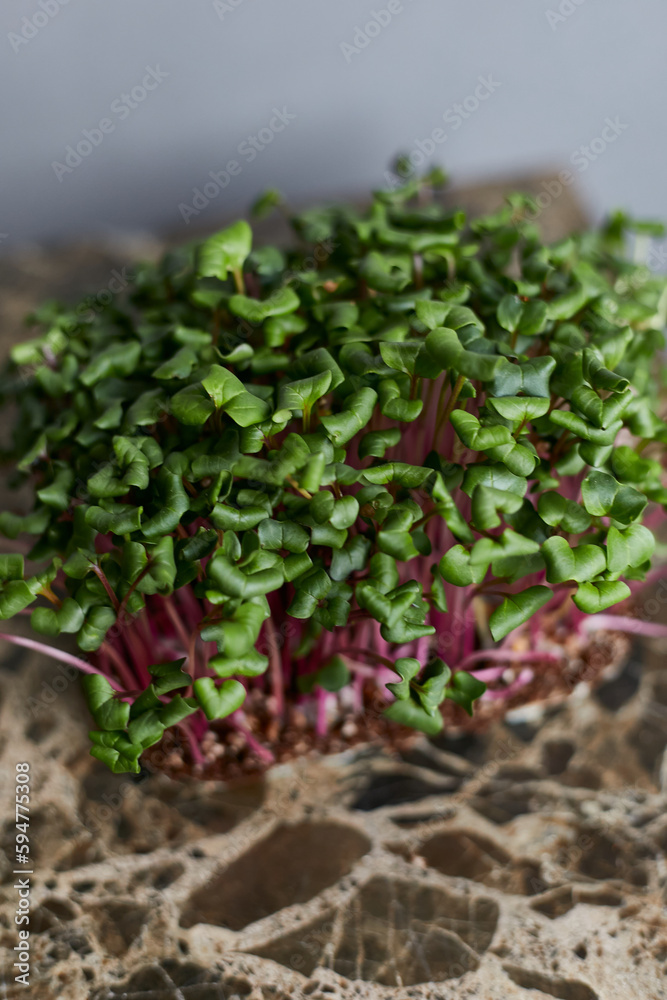 Fresh micro-plants arranged on the marble plate. Fresh micro-plants arranged on the marble plate.