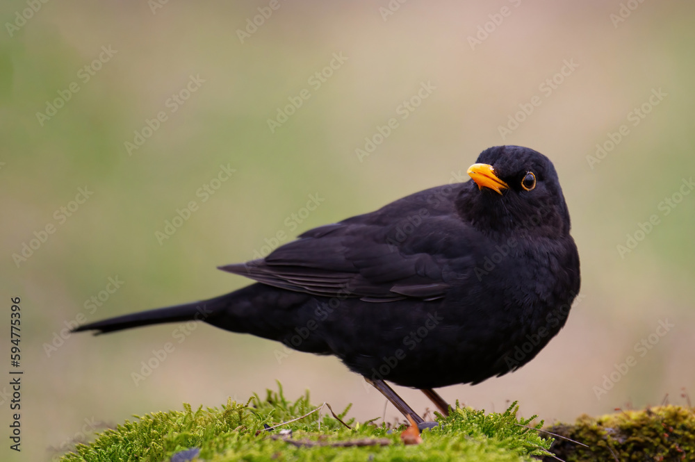 Common blackbird Turdus merula in the wild Common blackbird Turdus merula in the wild