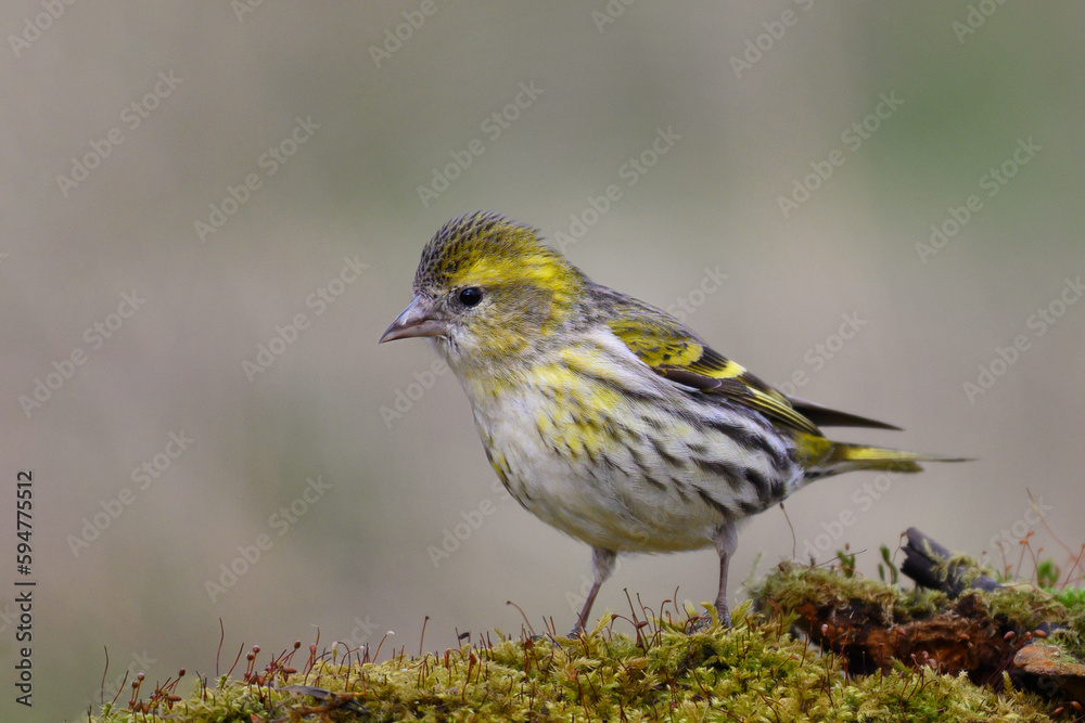 Eurasian siskin Spinus spinus is a small passerine bird in the f Eurasian siskin Spinus spinus is a small passerine bird in the f