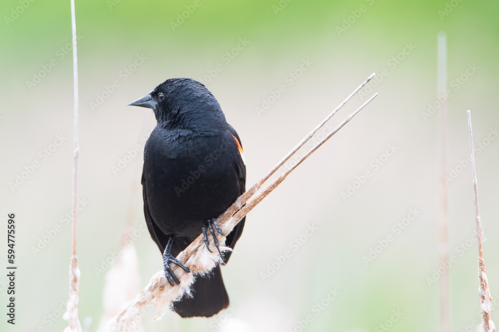 blackbird perched on a branch in the wetlands blackbird perched on a branch in the wetlands