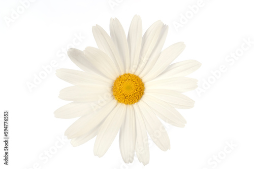A daisy flower isolated on white