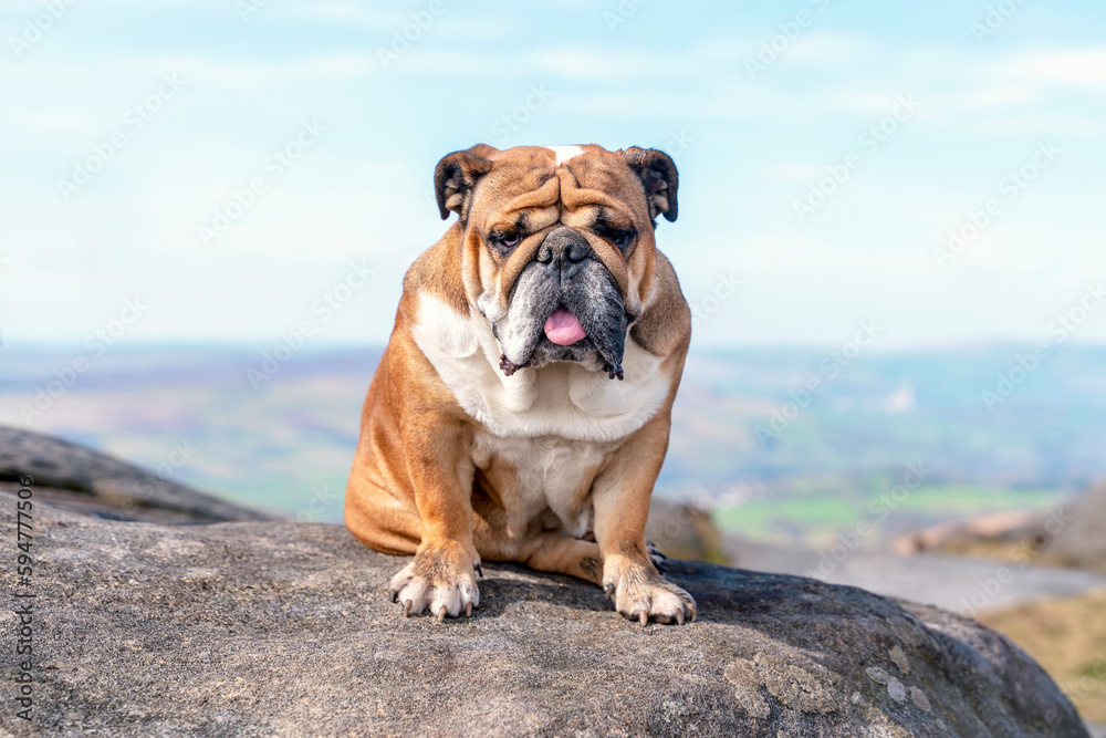 English bulldog on top of mountain sitting on top of mountain and looking at Peak District on a sunny warm day.