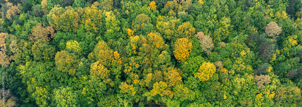Panoramic aerial view from a drone over green trees in the forest.