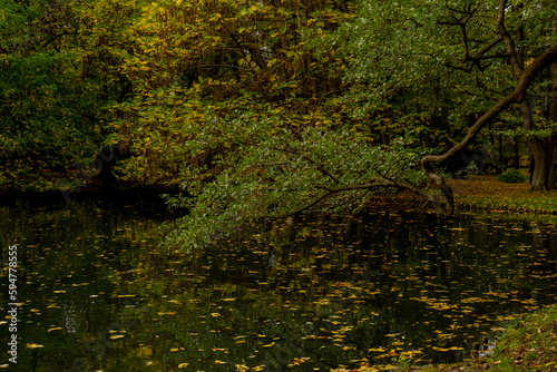 Autumn leaves float on the surface of the water. Fallen autumnal leaves on surface of lake. Nature s landscape Fallen orange leaf is sailing on dark lake water level. 