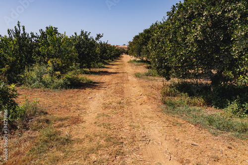 Alley along mandarin oranges in traditional Agrovino Farm, Trachoni village, Cyprus