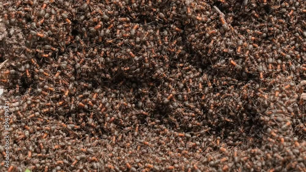 Colony of red forest ants crawling on ground Colony of red forest ants crawling on ground