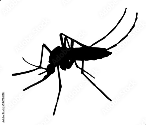 mosquito isolated on white background vector