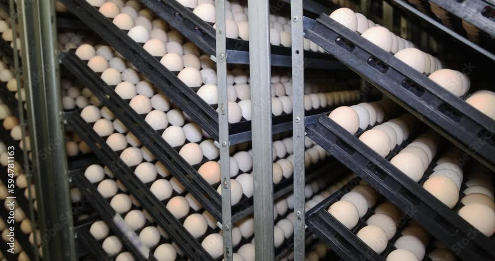 Chicken eggs in incubator. Incubating chicken eggs is a 21day process and requires an egg