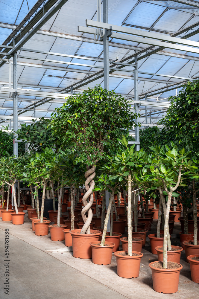 Cultivation of differenent tropical and exotic indoor ficus evergreen plants in glasshouse in Westland, North Holland, Netherlands. Flora industry