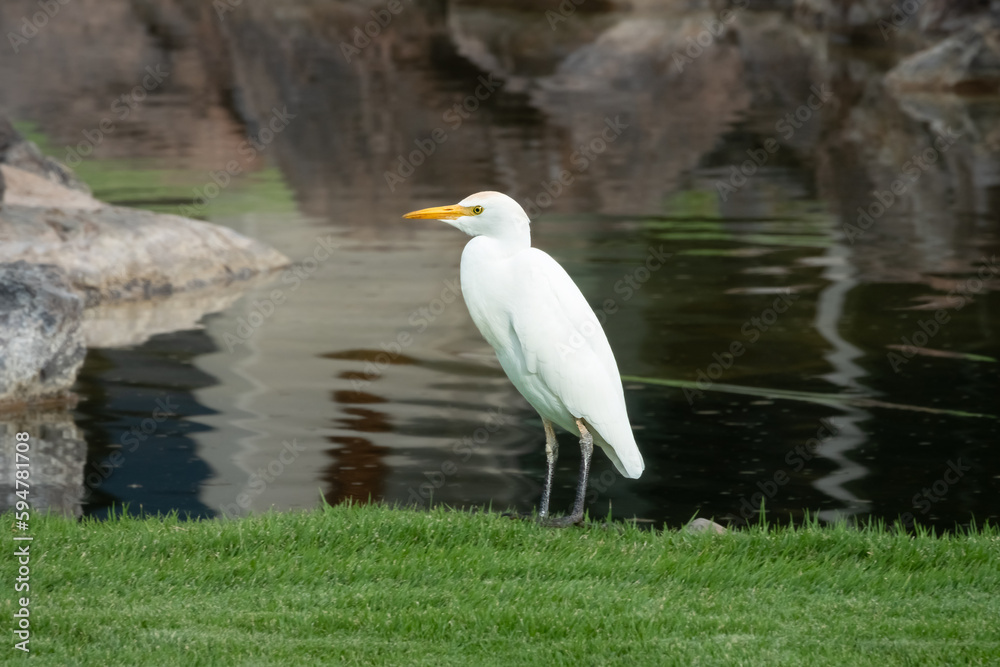 Obraz premium Cattle egret (Bubulcus ibis) on the northern coast of the big island of hawaii, Hawaii, USA