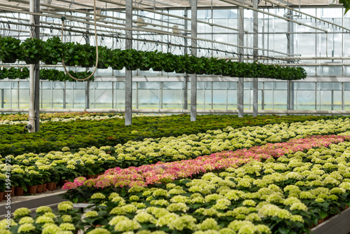 Cultivation of different summer bedding plants, begonia, petunia, young, flowering plants, decorative or ornamental garden plants growing in Dutch greenhouse