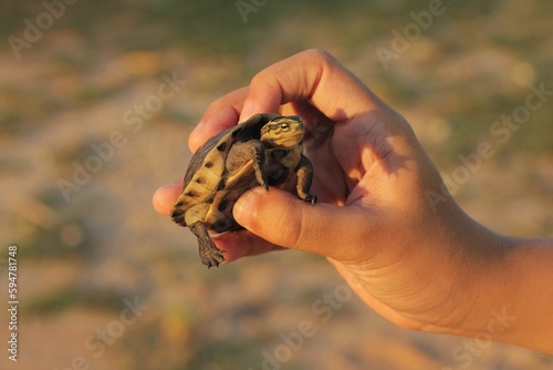 The Amboina box turtle or Southeast Asian box turtle is held by someone photo