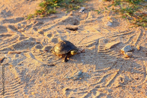 The Amboina box turtle or Southeast Asian box turtle is on the sand photo