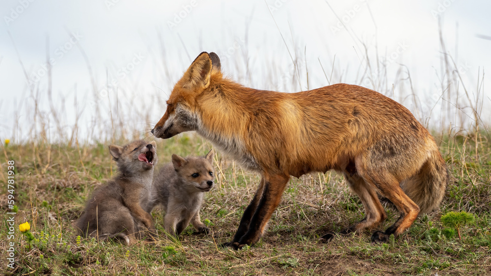 Red fox Vulpes vulpes in the wild. Fox with cub Red fox Vulpes vulpes in the wild. Fox with cub