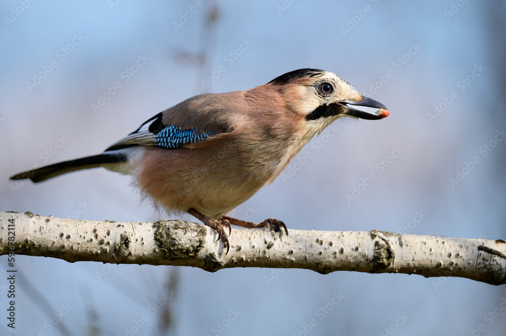 Eurasian jay Garrulus glandarius portrait close up
