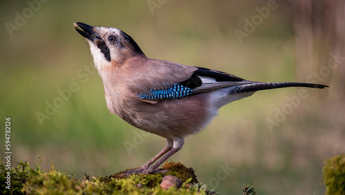 Eurasian jay Garrulus glandarius portrait close up