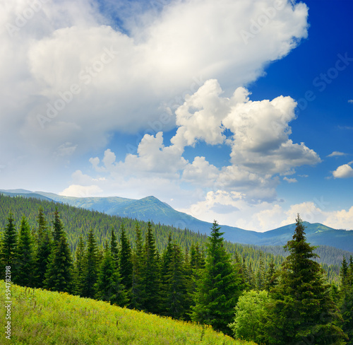 Beautiful pine trees on background high mountains.