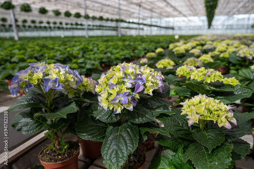 Hydrangea or hortensia, flowers in flowerheads produced from early spring to late autumn, cultivated as decorative or ornamental garden plant growing in Dutch greenhouse