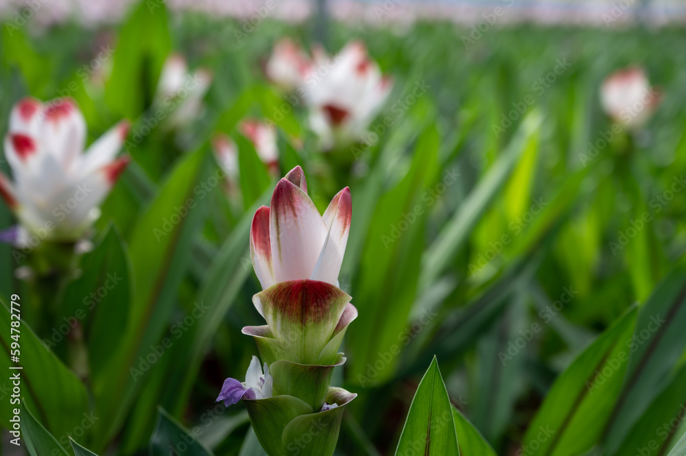 Fototapeta premium Turmeric, Curcuma longa flowering plant of ginger&nbsp;family, decorative or ornamental flower growing in Dutch greenhouse
