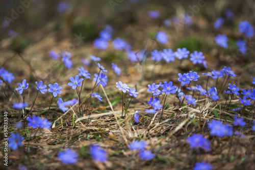 Hepatica nobilis primroses blue flowers © Crazy nook