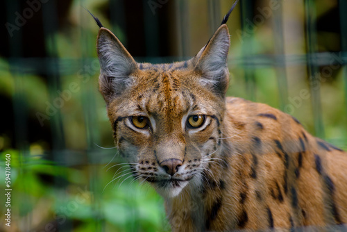 Lynx enclosed behind bars of an animal hospital's enclosure (ID: 594784160)