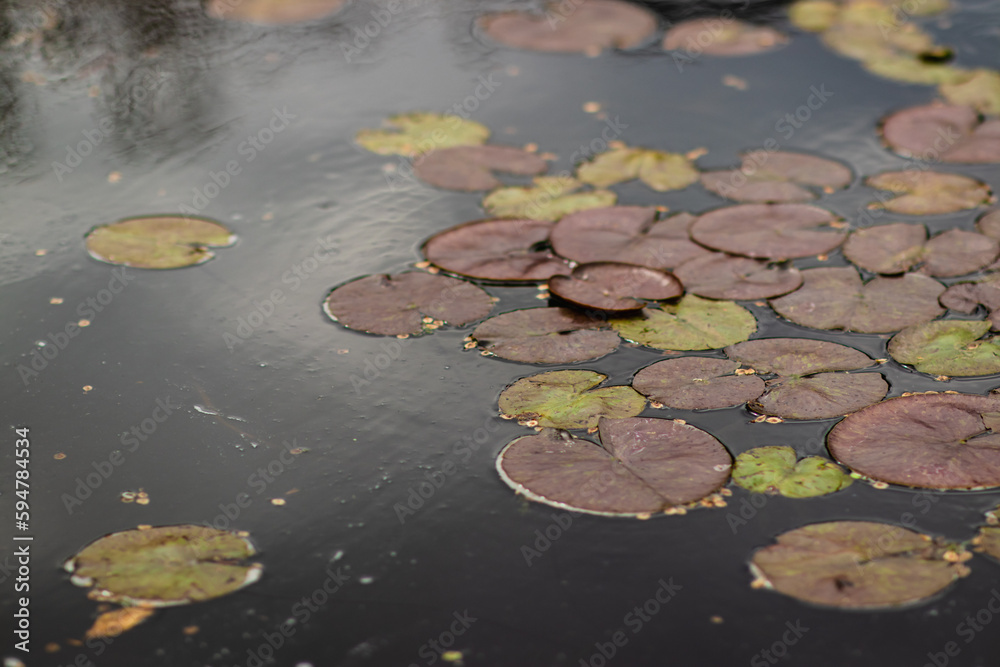 Moody Lily Pads in Dark Water Garden on a Cloudy Day, Multicolor Green and Red Lily Pads in a Murky Pool Moody Lily Pads in Dark Water Garden on a Cloudy Day, Multicolor Green and Red Lily Pads in a Murky Pool