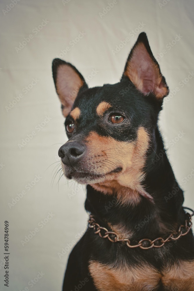 perro perro